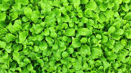 Harvesting lamb's lettuce or mouse ear lettuce in organic farming