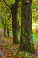 autumn trees and it's beautiful color