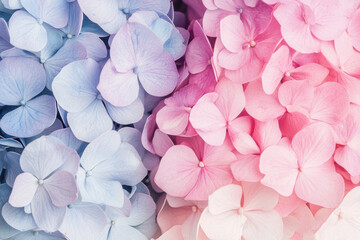 Obraz premium Pastel blue pink hydrangeas in bloom