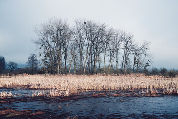 Kahle Bäume am Rand eines Schilffeldes in winterlicher Landschaft bei bewölktem Himmel