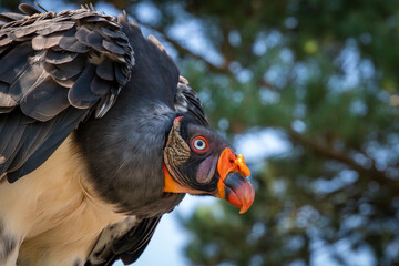 Nahaufnahme eines Königsgiers mit auffälligem Schnabel und farbenfrohen Gesichtszügen vor unscharfem, natürlichem Hintergrund