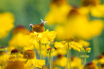 Makroaufnahme einer Biene auf einer gelben Blüte in einem Blumenfeld
