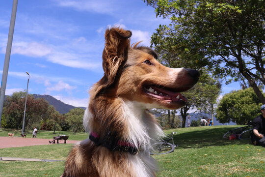 dog , perro, paseo , parque , salida , raza , pet 
