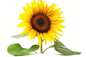 Obraz premium Close-up Sunflower field, beautiful sunflowers with bees
