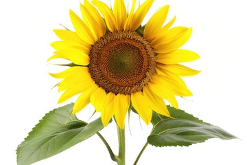 Obraz premium Close-up Sunflower field, beautiful sunflowers with bees