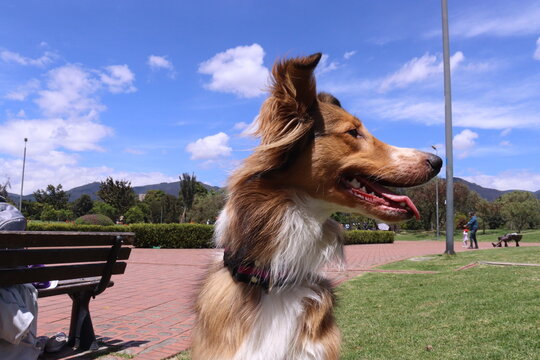dog , perro, paseo , parque , salida , raza , pet 