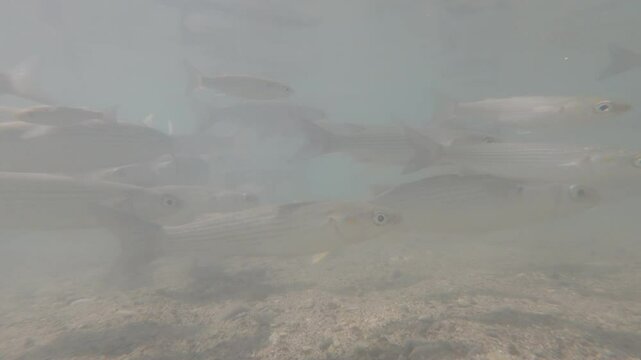 The Vortex Dance of Fish 2