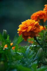flores depues de la lluvia