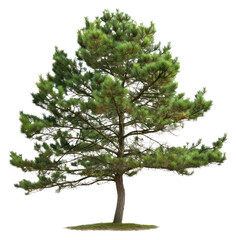 Fototapeta premium PNG Pine tree conifer plant.