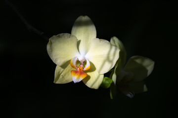 Garden of Orchids La Pajarera 2024