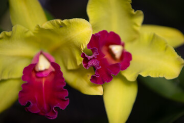 Garden of Orchids La Pajarera 2024