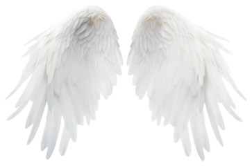 PNG White angel wing bird archangel softness.