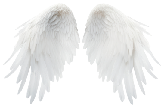 PNG White angel wing bird archangel softness.