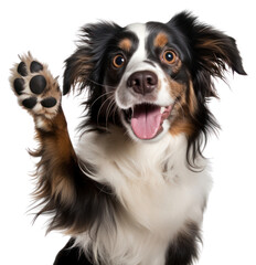 Fototapeta premium PNG Dog papillon spaniel mammal.