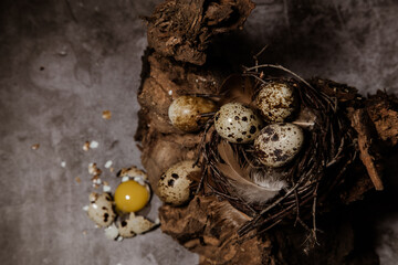 blurred broken egg yolk quail near a wooden stump on which lies a nest with eggs