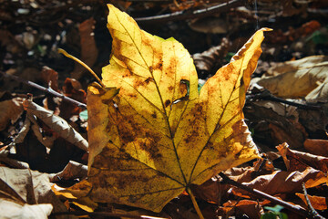 Großaufnahme eines verwelkten gelben Ahornblatts auf einem Haufen Herbstlaub im Sonnenlicht