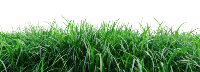 PNG Green grass nature sky vegetation.