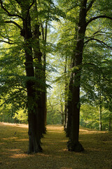 Beech trees in a park at Djurgården in Stockholm.