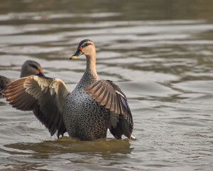 Indian spot-billed duck