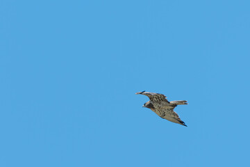 Busardo ratonero. Ave de presa en vuelo con fondo de cielo azul