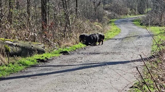 kune kune pigs eating fresh grass