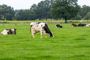 a cow in the meadow on the green grass