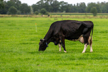 a cow in the meadow on the green grass