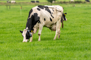 a cow in the meadow on the green grass
