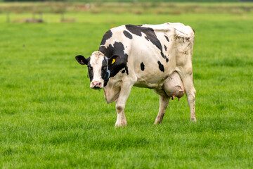 a cow in the meadow on the green grass