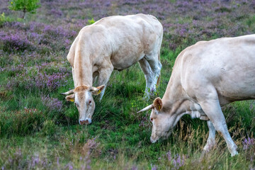 a cow in the meadow on the green grass