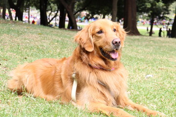 perros , perro , paseo familia 