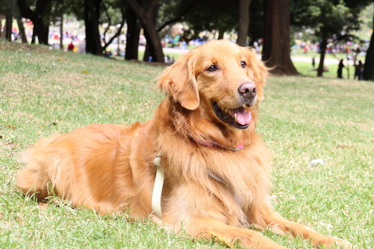perros , perro , paseo familia 