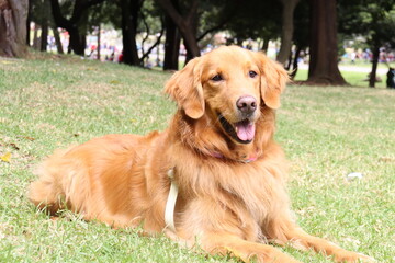 perros , perro , paseo familia 