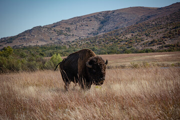 Bison in Natural Habitat, Oklahoma
