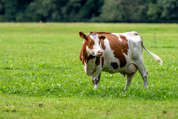 a cow in the meadow on the green grass