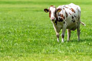 a cow in the meadow on the green grass