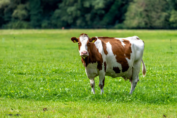 a cow in the meadow on the green grass