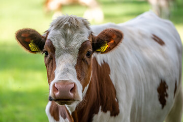 close up of a cow