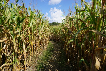 corn maze