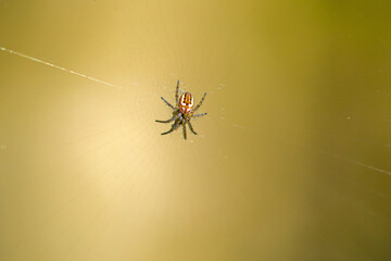 a small spider cricket-bat orbweaver in the center of the web against a blue blurred background