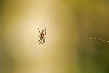 a small cricket-bat orbweaver in the center of the net with trapped fly in front of a blue blurred background