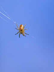 a small cricket-bat orbweaver in the center of the net against a blue blurred background