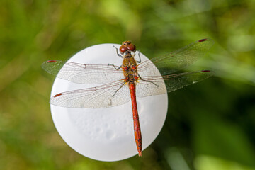 close-up view of a male red dragonfly ruddy darter seen from top with clearly visible structure of the wings seen in sunlight with blurred green background