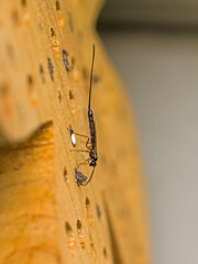 a female sabre wasp with a long tail searching for larvae on a tree trunk, german insect of the year 2025