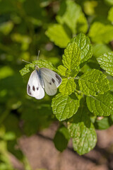 a close-up from above of a black&white butterfly called southern small white sitting on green lemon...