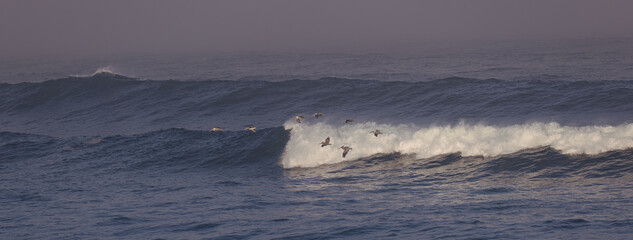 Pelicans flying in formation near a wave 