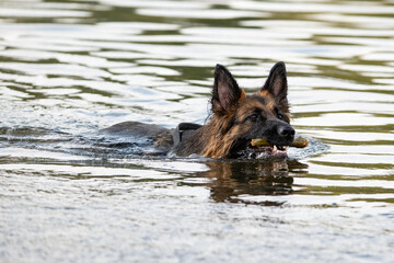 german shepherd dog swimming  in the pond