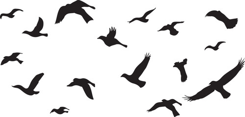 Birds vector.