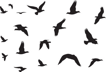 Birds vector.