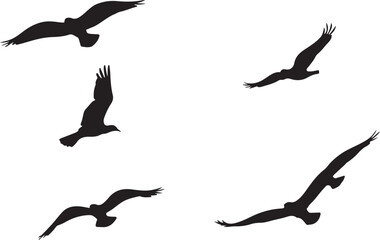 Birds vector.